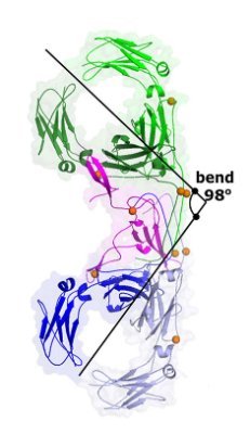 Assistant Professor of Biochemistry @Illinois_Alma | @ILLINOISmed | @MCB_Illinois | Mother | Structural Biologist | Love antibodies |