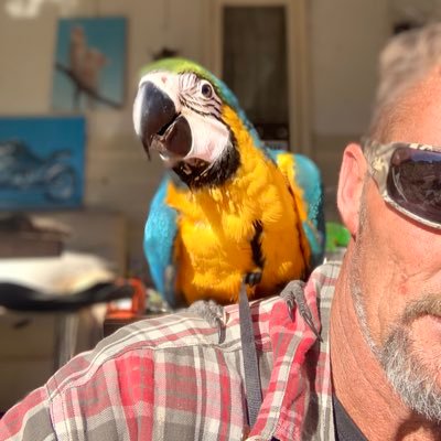 Shawn_Gumbey's profile picture. Bird whisperer breeder of all exotic parrots ,my passion, life an future!