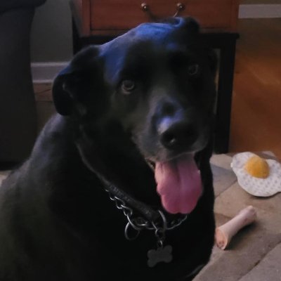 Rescued Lab/Shepherd mix living the good life with my family. Love the SNOW, car rides & walks, snuggles & hugs.
