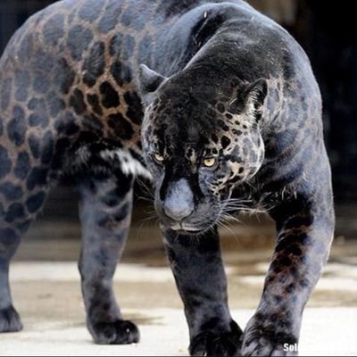 Kaliman12838214's profile picture. 