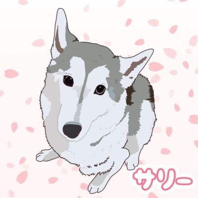 2018.4/22に2代目サリーを亡くし落ち込んでて…ワンちゃんを迎えれば?と勧められ
3代目サリー♀(2018.5.5生)を。
サリーの弟に🎶ロイド♂🐩(2019.11.17生)を迎え
2021.6.20我が家に迷い込んで来た🐱セシル♀そして‼️スザク♂🐺も家族になり多頭飼いの下僕に✨