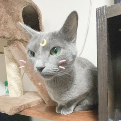 🐈‍⬛猫のわらびさんと共同垢です𓃠(っ'-')╮=͟͟͞͞𓆛𓆜𓆝𓆞𓆟𓃠