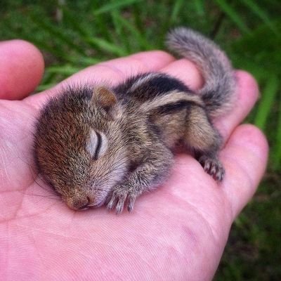 fotosdeanimalit's profile picture. 