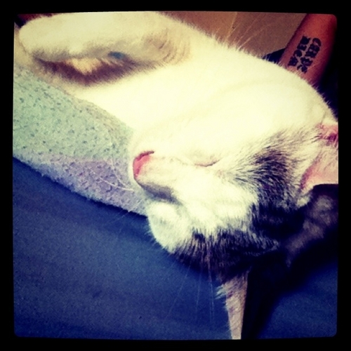 Just livin the posh life...meow.