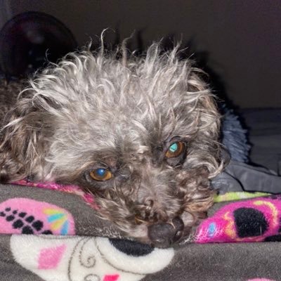 nicolebryer's profile picture. 