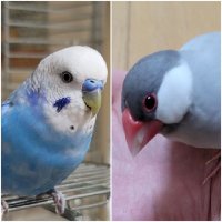 .*ミル·ふう*. (@miru_fuu) 's Twitter Profile
