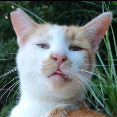 猫の投稿をしていこうと思います😸
無言フォロー失礼します🙇‍♂
無言フォロー歓迎です！
YouTube始めました！宜しければご覧ください！
　　↓↓↓