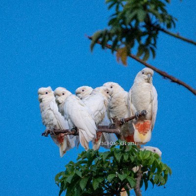 Katala Foundation Inc. Profile