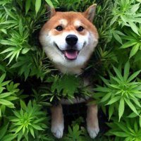 TônaBrisa (@f1dahora) 's Twitter Profile