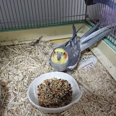 オカメインコを探しています。