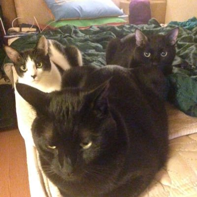 よろしくお願いします🐈‍⬛勉強中なので間違いなどあれば教えて頂きたいです🐈‍⬛改憲反対