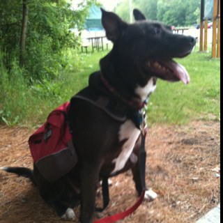 SchmedlyO's profile picture. 