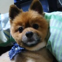 大ちゃんdaichan🐯🏇🍺🍜🍛🐔🥟🌈🌟 (@daichan0304) Twitter profile photo
