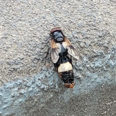 orignalkingloaf's profile picture. who where why what when how