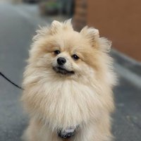 ポメラニアンのぽんくん🐶🐾 (@mieboripon) 's Twitter Profile Photo ポメラニアンのぽんくん🐶🐾 (@mieboripon) 's Twitter Profile Photo