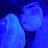 CdfuMg's profile image