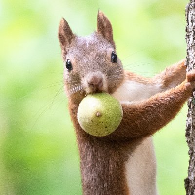 東京から北海道に通いながら写真を撮っています。道東で出会ったエゾリス・エゾシカ・キタキツネ写真がメイン。 📷 Sony α7R V / α9II / SEL100400GM