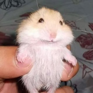 lewighostie's profile picture. twitter better not s0spend this page