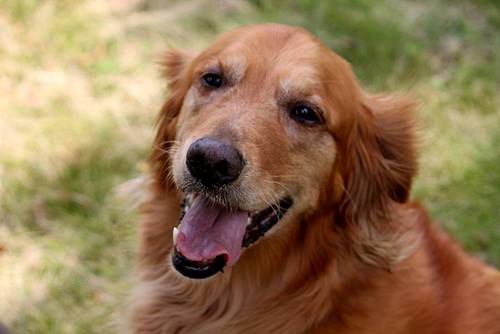 ltdermdvm's profile picture. 