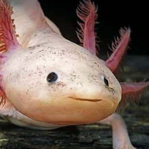 Alice Axolotlさんのプロフィール画像