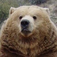 Todo Dia Ursos (@tododiaursos) 's Twitter Profile Photo