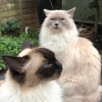 Nige PA (@forza_villatoro) 's Twitter Profile Photo