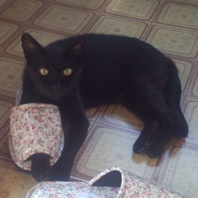 Traveler_Klonoa's profile picture. 