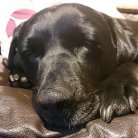 Lob Johnson (@lobjohnson) 's Twitter Profile