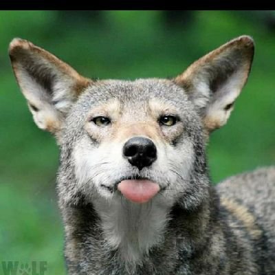 KokolokoSmith's profile picture. 