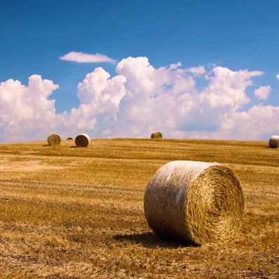 PomChiUMA's profile picture. 出資馬の応援はドキドキ、ワクワク、ハラハラ😳