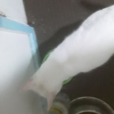 Mittenslover444's profile picture. 