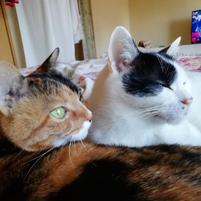 30余年前🐱尻尾のちぎれかかった茶トラ猫（ちゃみ）を保護し家族に迎えてから、猫は人生の大事なパートナー＆師匠🤝💞今は二代目保護猫✌️ハチワレ（福）＆三毛（百）と暮らしています😊