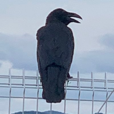 neet_ha_shine's profile picture. 昭和の貴腐人夢も食らう腐も食らう厨二病が治らないまるでダメなオタク 推しは緑のおじさん 相棒とガンダムに関してはめんどくさいオタク 作る物も厨二病に侵されている アンティークとロリィタが好き ドールも好き 本屋と古書店と骨董品店と百均とホムセンと手芸屋はテーマパーク ハロウィンの時だけ本気出すと言いながら本気出してない