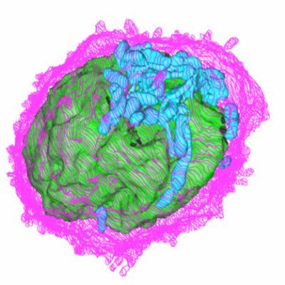 Engineering new approaches for studying T cell biology. Group Leader at the Institute for Research in Biomedicine (IRB)