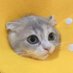 Mugitea TheCAT🐱🧋🍵 (@milkteathecat) Twitter profile photo Mugitea TheCAT🐱🧋🍵 (@milkteathecat) Twitter profile photo