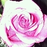♥♥We are created from ♥♥LOVE♥♥, BORN of ♥♥LOVE♥♥, we learn 2 ♥♥LOVE♥♥, as SPIRITS we EVOLVE from ♥♥LOVE♥♥, we die embraced by ♥♥LOVE♥♥