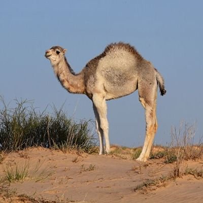 ايش حاااالكم