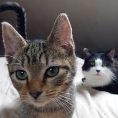 Mostly Cat Twitter. #CatsOfTwitter.
Also, Nature Twitter and History Twitter.
🇮🇪💚🤍🧡