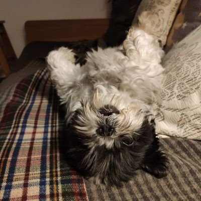 Angelica888555's profile picture. 