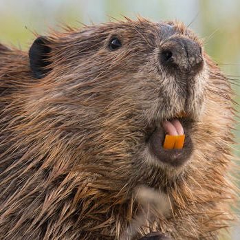 Reformed_Beaver's profile picture. the beavs commentary on markets and current events. to be used only for educational and informational purposes only. enjoy and leave it to beaver.