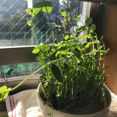 mountain_book's profile picture. サービス会社所属／CREATIVE DIRECTOR／好きなこと：映画・ドラマ・舞台・音楽・料理・観葉植物・etc