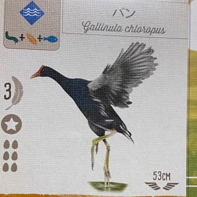 banbanboard's profile picture. 家族や友人たちとのんびり遊ぶボードゲームの記録。箱絵とコンポーネントがかわいいもの、特に自然テーマと魔法テーマに惹かれます🔮🕊️