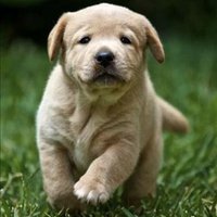 Sargent Flook ❤️ Memecoin (@flooksargent) 's Twitter Profile