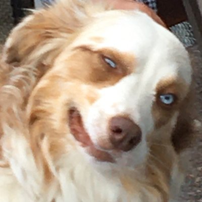 Gamer guy, world builder, DM, and whatever else.
On twitch: https://t.co/MVKFHNRR3G
