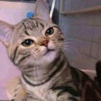nu (@jambuu0) 's Twitter Profile