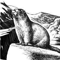 All marmots are the correct marmot.