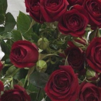 icandoit1217's profile picture. بسم الله على قلبي حتى يطمئن