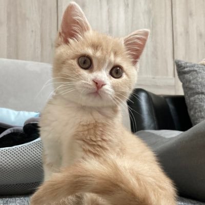 スコティッシュ猫みるく⭐️          YouTube動画もやっております。 https://t.co/2211e6FsCf            お時間ある時に見ていただけると嬉しいです😊　　　　　　　　　　　　　　　　宜しくお願い致します😺