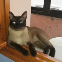 Çılgın Pofuduk (@cilginpofuduk) 's Twitter Profile