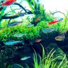 kenaquarium1's profile picture. 2019年9月〜アクアリウム始めました✨ 気軽にフォローいただけると嬉しいです☺️ 水草レイアウト水槽が好きです。120cm、60cmワイド水槽を管理中…